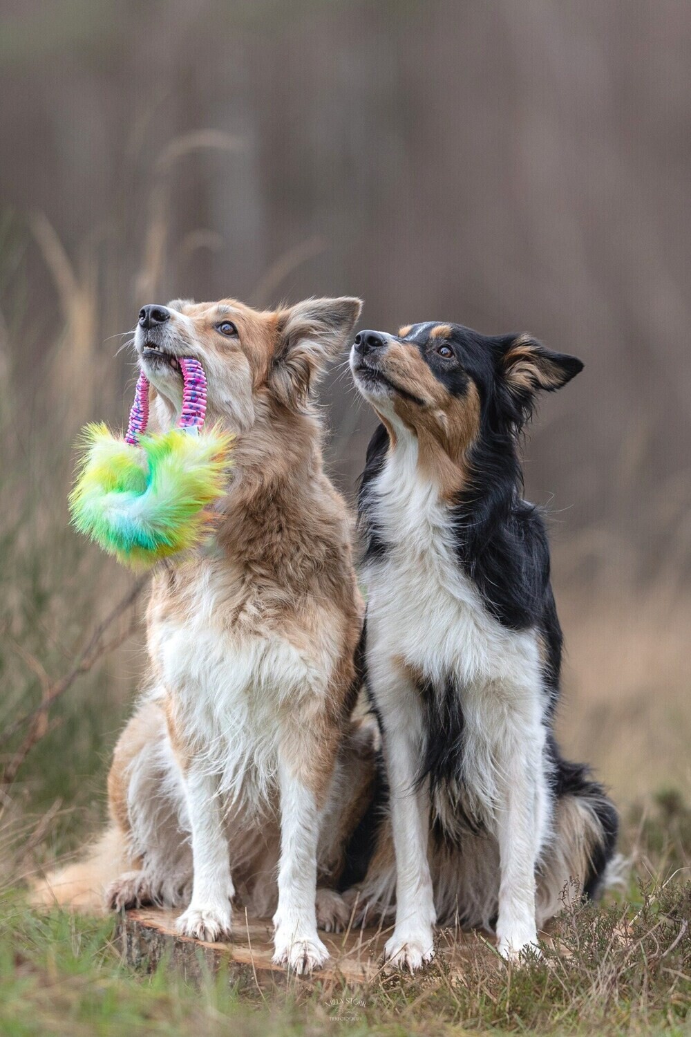 Ring-Rainbow-Zergel mit Bungee - robustes interaktives Hundespielzeug für kleine und große Hunde - Agility Spielzeug