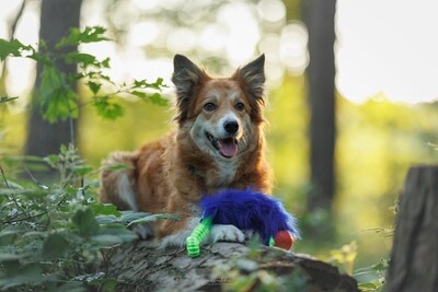 Zergel mit blauen Kunstfell, Bungee und Ball, Hundespielzeug zum Werfen und Zerren, 40 cm