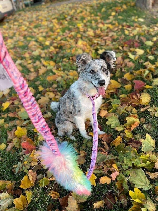 Agilityleine mit Rainbowzergel und Bungee | robustes Hundespielzeug | Hundesport Zergelleine