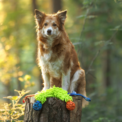 Moppzergel mit Bungee und Gitterball, Hundespielzeug zum Werfen und Zerren, 55 cm