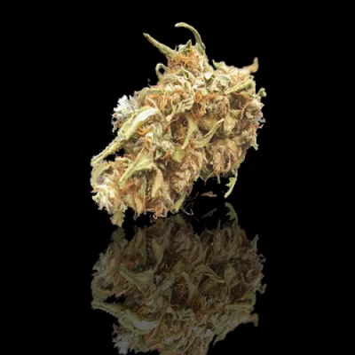 Coup de Poing de Provence Alpes Costa Azul CBD: 11,56% THC: 0,3%