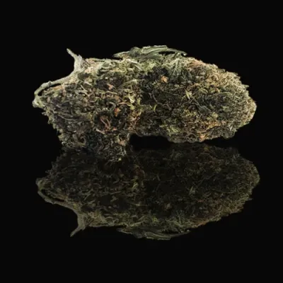 Perla Negra de Vercors Auvernia Ródano Alpes CBD: 8,41% THC: 0,3%