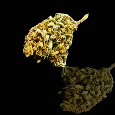 Mantequilla dulce de Borgoña-Franco Condado CBD: 11% THC: 0,30%