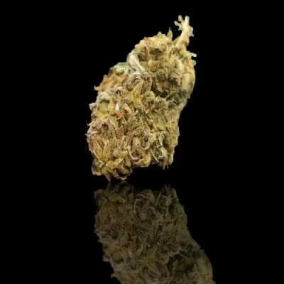 Lemon Demon from Burgundy-Franche-Comté CBD: 13% THC: 0.30%