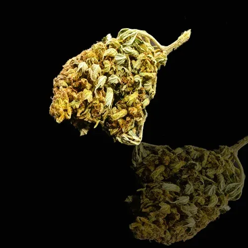 Butter Sweet from Burgundy-Franche-Comté CBD: 11% THC: 0.30%