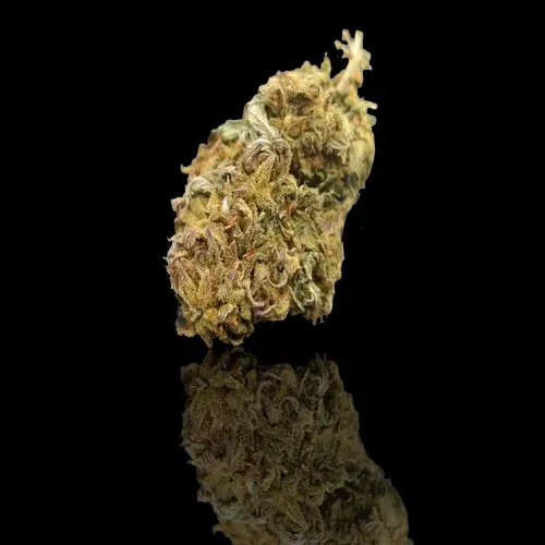 Lemon Demon from Burgundy-Franche-Comté CBD: 13% THC: 0.30%