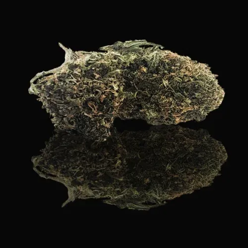 Black Pearl of Vercors Auvergne Rhône Alpes CBD: 8.41% THC: 0.3%
