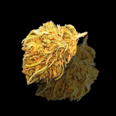 Vercors Forest Auvergne-Rhône-Alpes CBD: 6.45% THC: 0.23%