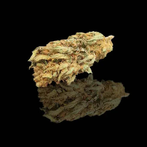 Lemon from Vercors Auvergne-Rhône-Alpes CBD: 7.68% THC: 0.3%