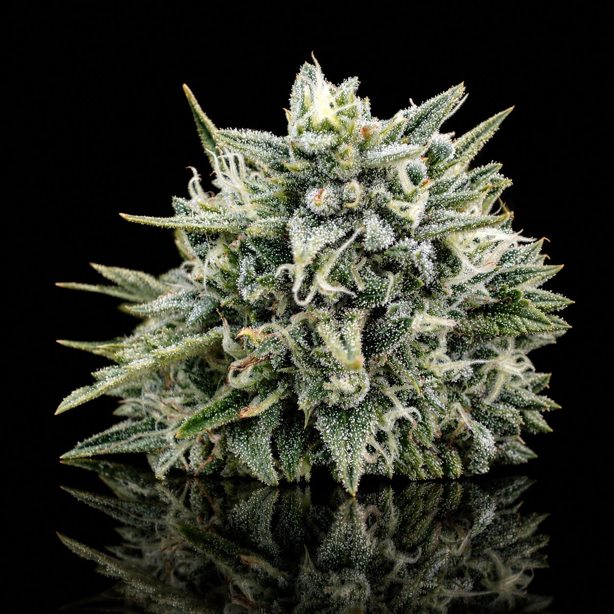 White CBG