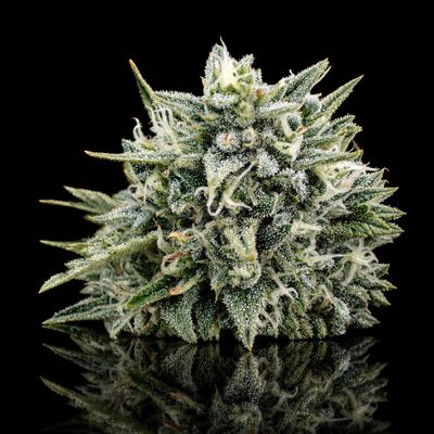 White CBG