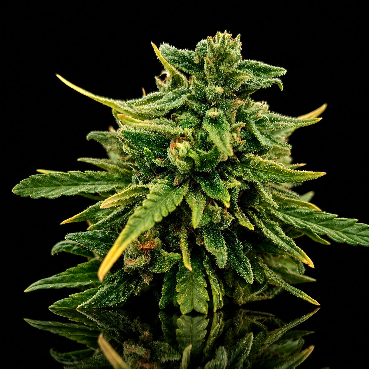 Space Candy  du Vercors CBD: 7,5 %