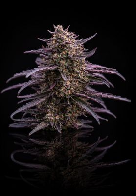 Orchidée Bleue de Bourgogne CBD : 10 à 12 %
