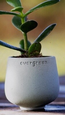 Evergreen bloempotje