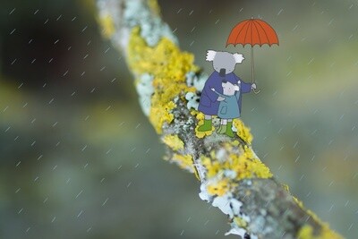 Koala&#39;s in de regen