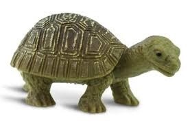 Mini schildpad