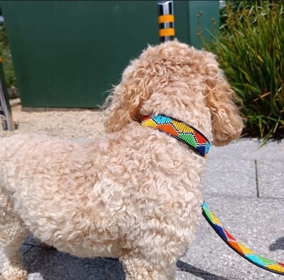 Beaded dog&amp;cat collars