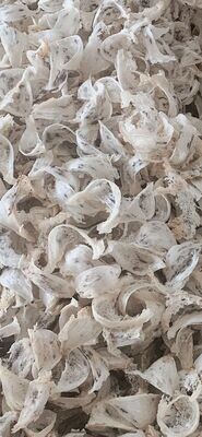 Swift&#39;s Nest