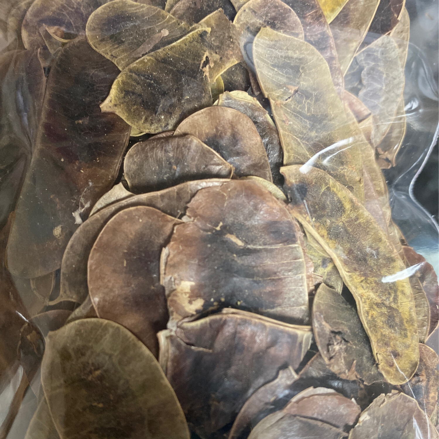Senna Pod
