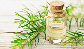 Tea Tree