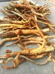 Tongkat Ali