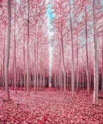 Attack of the pink forest pumpum oil