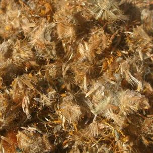 Arnica
