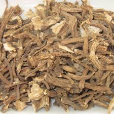 Angelica