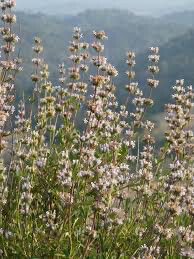 Black sage
