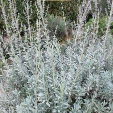 White Sage