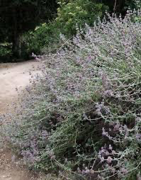 Purple sage