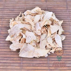 Egyptian white lotus