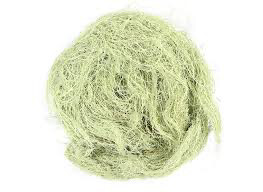 Usnea Lichens