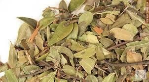 Uva Ursi
