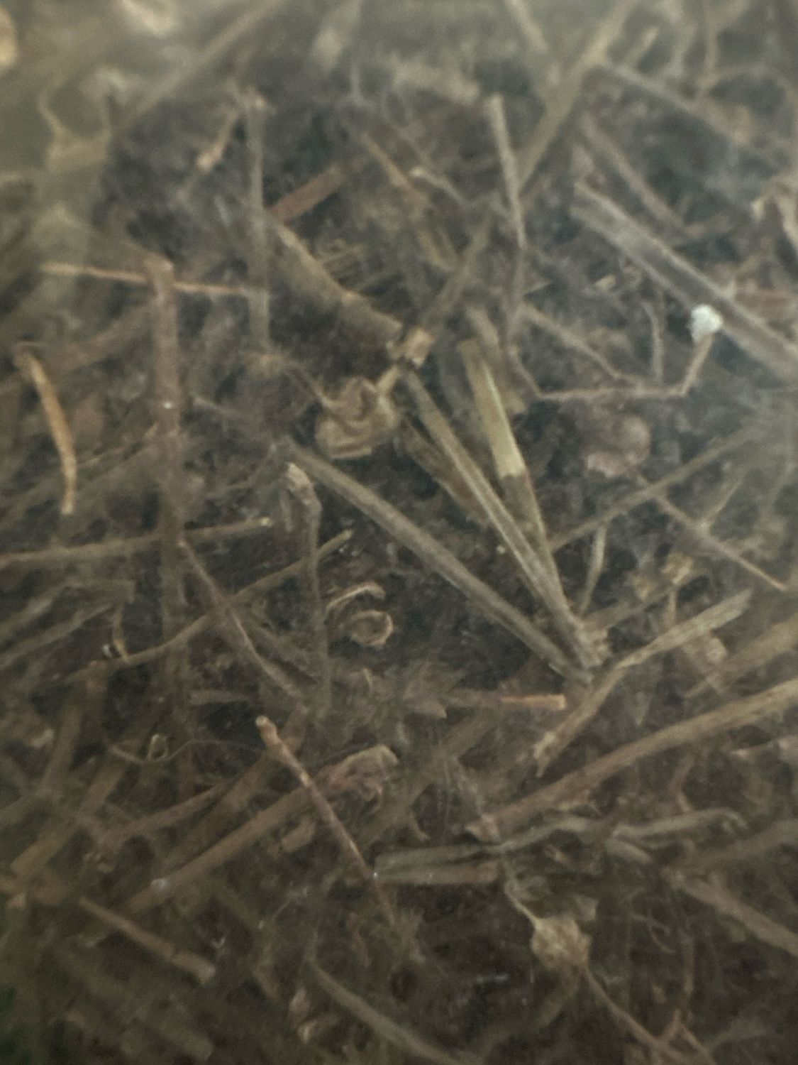 Herba Hedyotis Diffuser