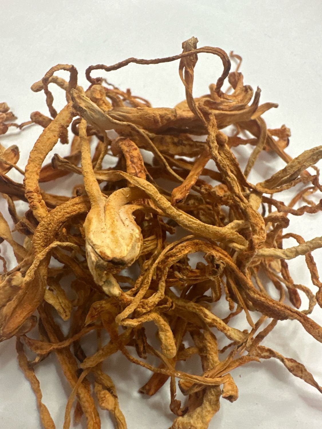 Cordyceps Flower