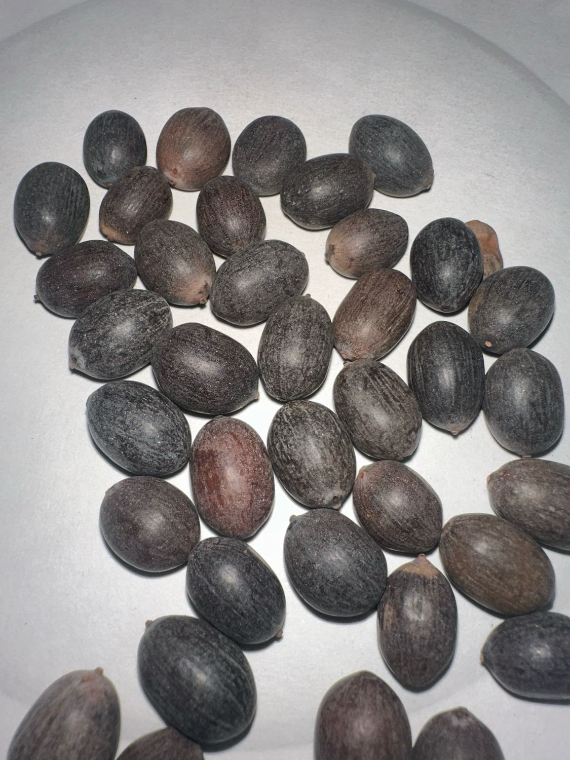 Lotus Seeds ( Kamal Kakdi