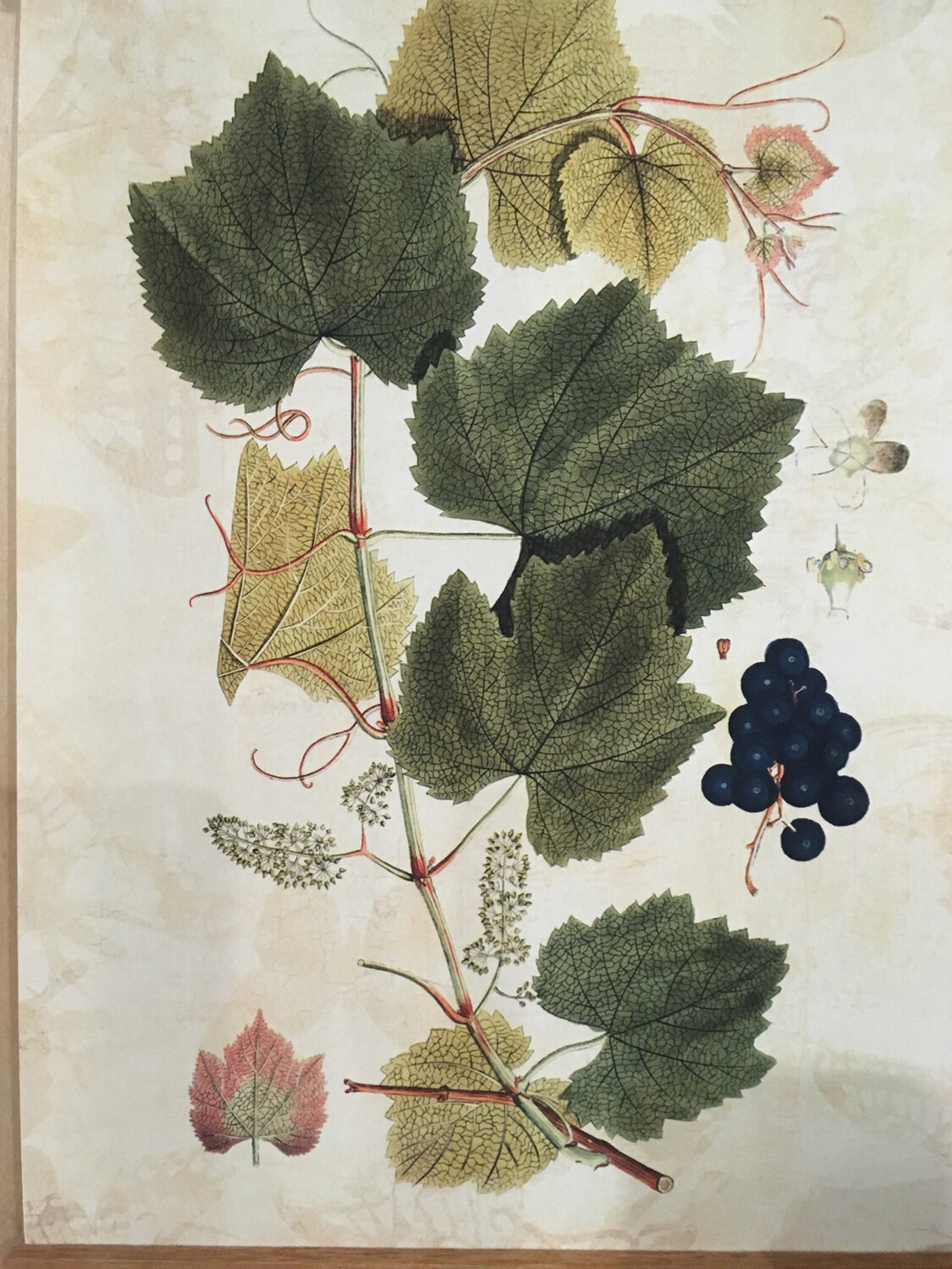 Botanic Prints      -   A4 Botanical Print 