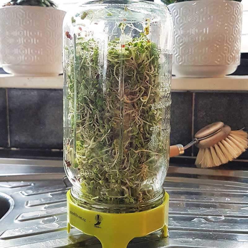 GoodLife Sprouting Jar 1ltr