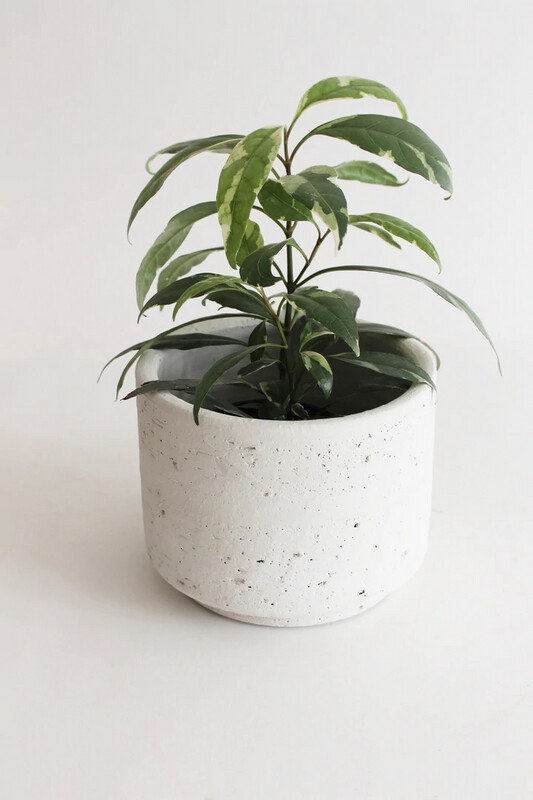 Pumice Planter