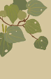 Gift Card &amp; Envelope, 100 Percent NZ, Design: 1. KawaKawa