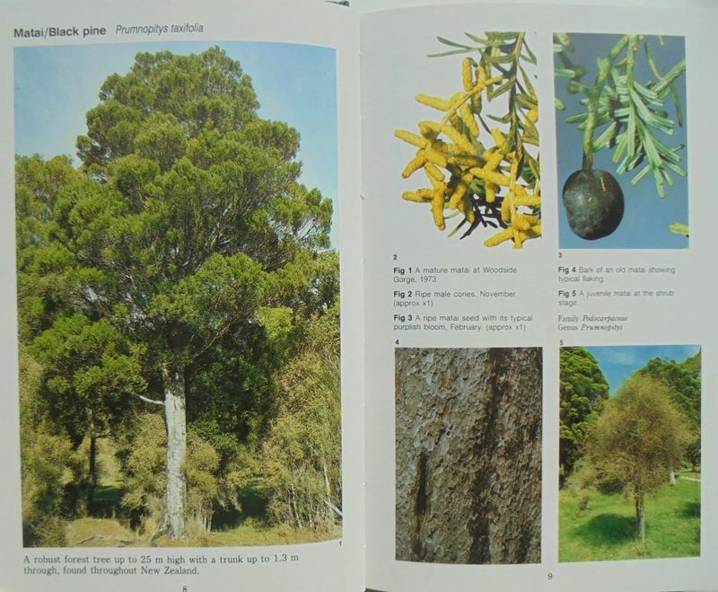 Field Guide To New Zealand Native Trees