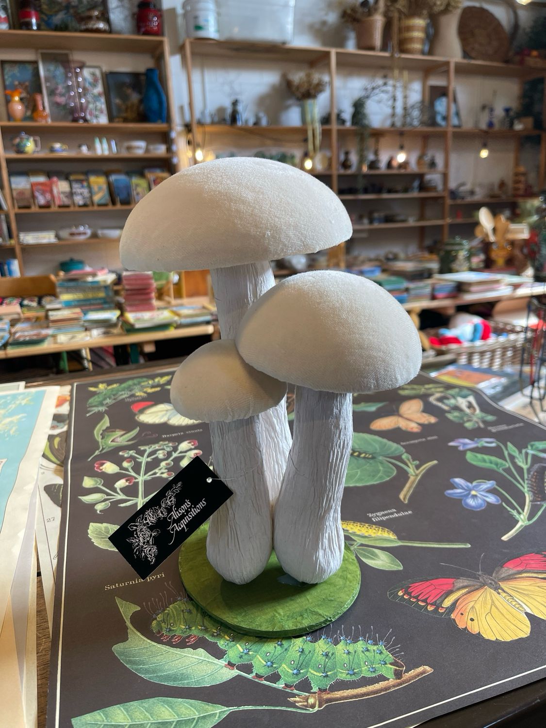 Alison’s Acquisitions Large Mushroom Cluster