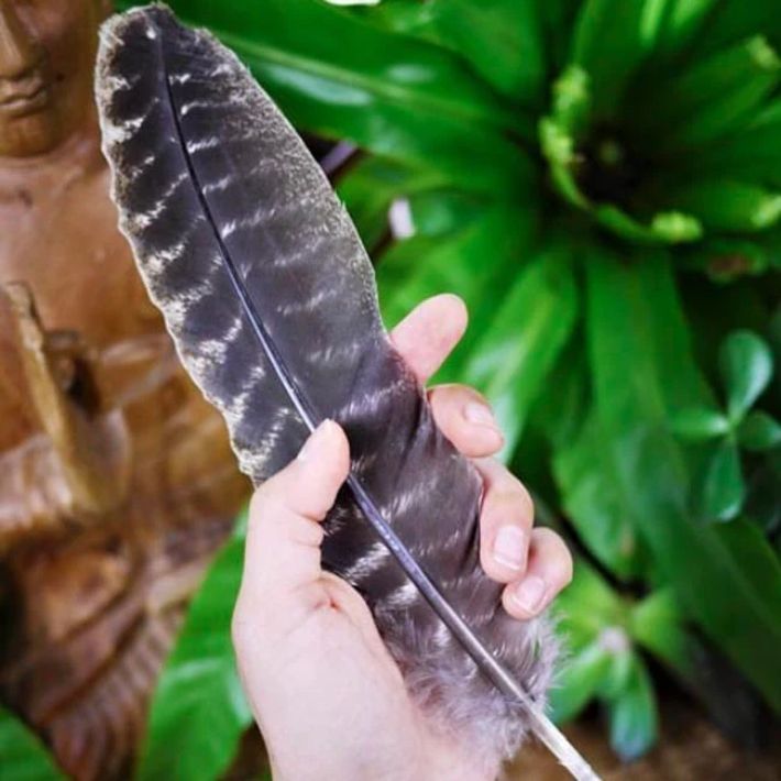 Turkey Feather for Smudging