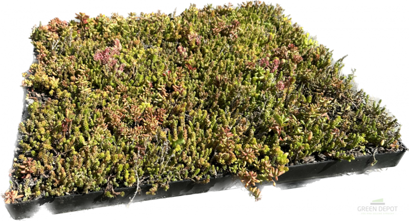 GreenDepot SedumBox Light - 1 m2