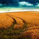 Cornhusker