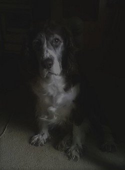 Portrait of Cleo, 11&quot;x 14&quot;  Canvas Print, Priced Each