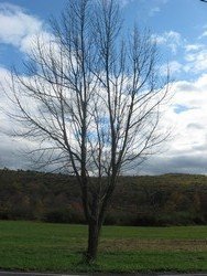 Tree (Saylorsburg, PA), 11&quot;x 14&quot; Canvas, Priced Each