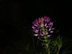 Night Flower, 11&quot;x 14&quot; Canvas, Priced Each