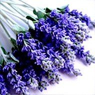 Lavender Buds and Lavender Products